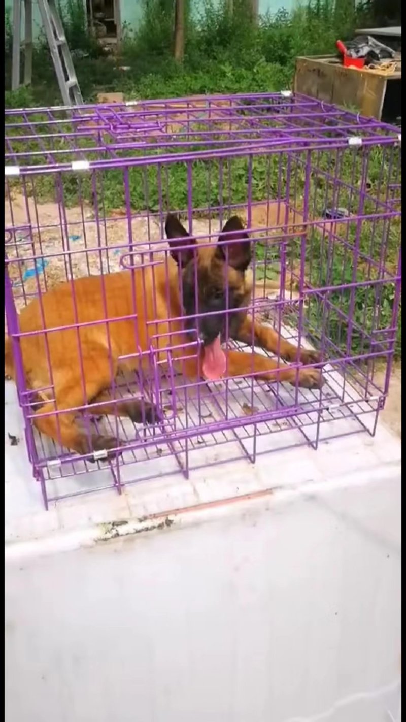 马犬幼犬出售高品质精品比利时小马犬包健康包纯种正规犬舍