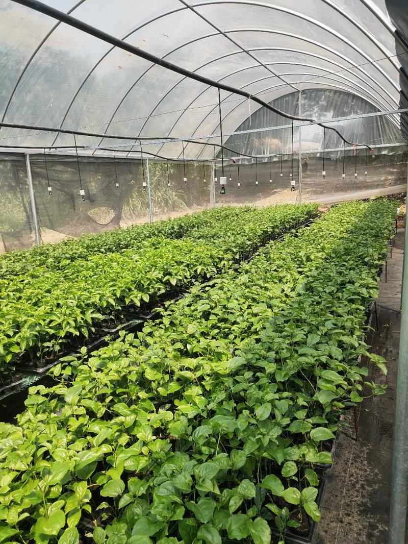 广西百香果苗台农百香果嫁接苗提供种植技术及管理可以定做