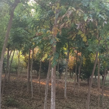绿化苗木国槐，白蜡，栾树，太阳李，