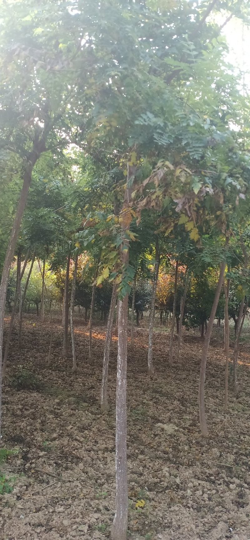 绿化苗木国槐，白蜡，栾树，太阳李，