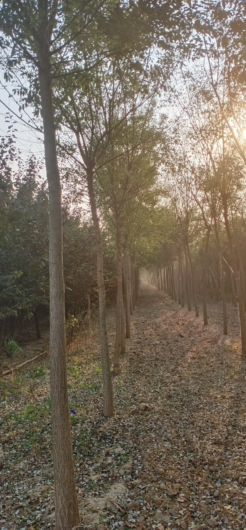 绿化苗木国槐，白蜡，栾树，太阳李，