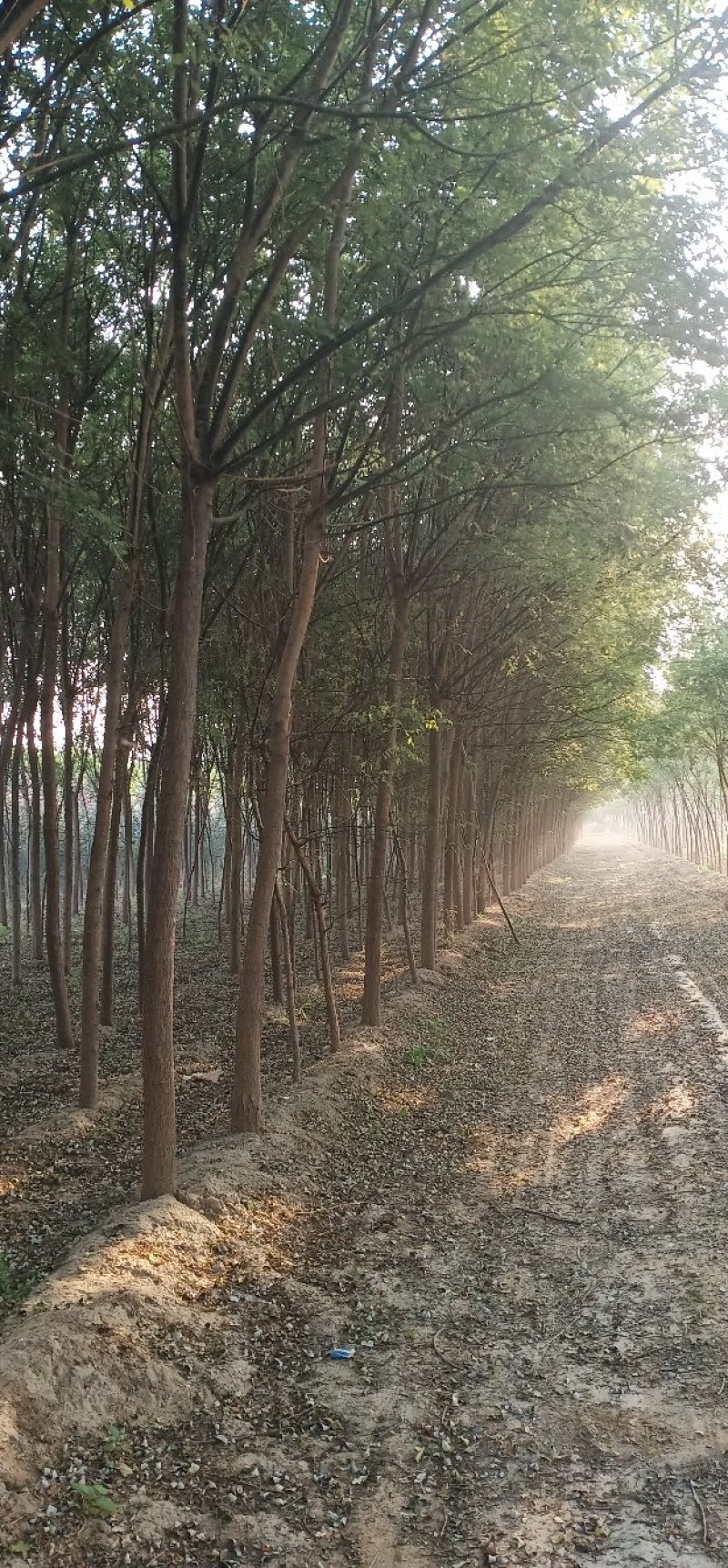 绿化苗木国槐，白蜡，栾树，太阳李，