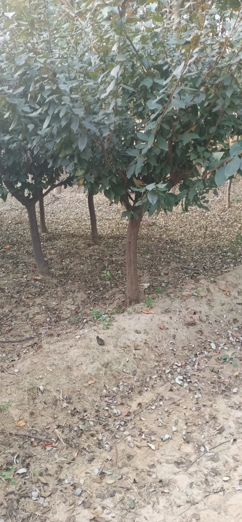 绿化苗木国槐，白蜡，栾树，太阳李，