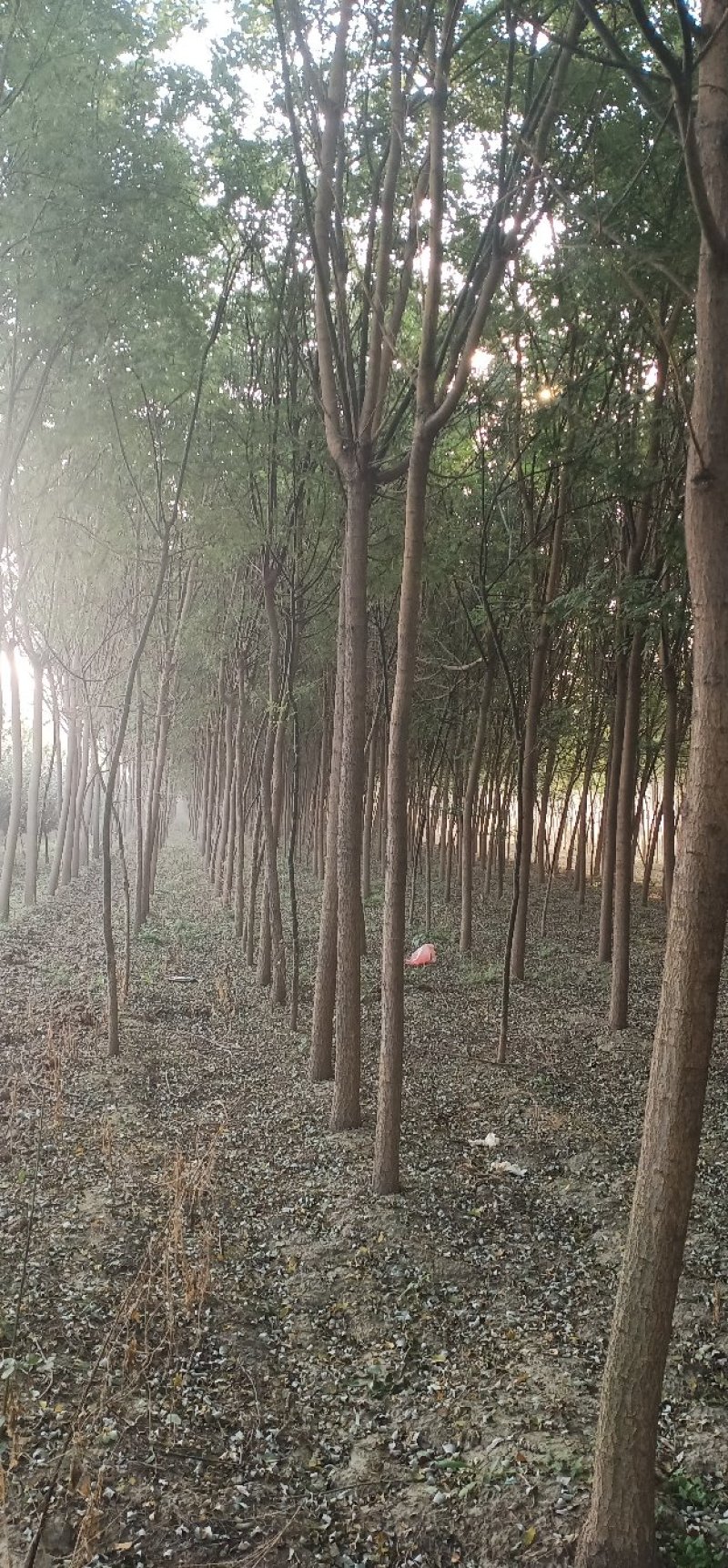 绿化苗木国槐，白蜡，栾树，太阳李，