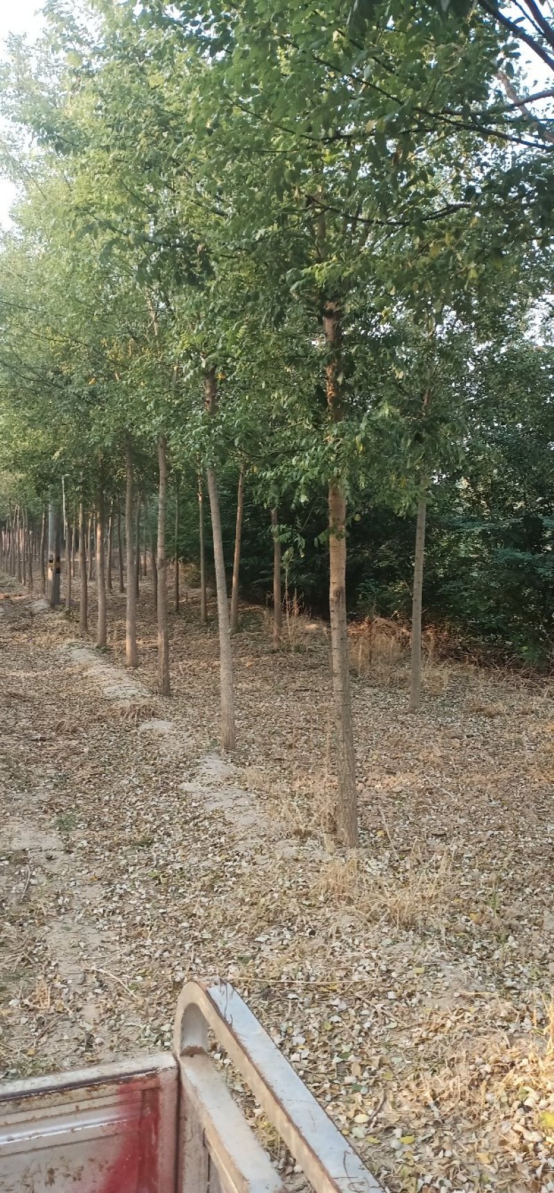 绿化苗木国槐，白蜡，栾树，太阳李，
