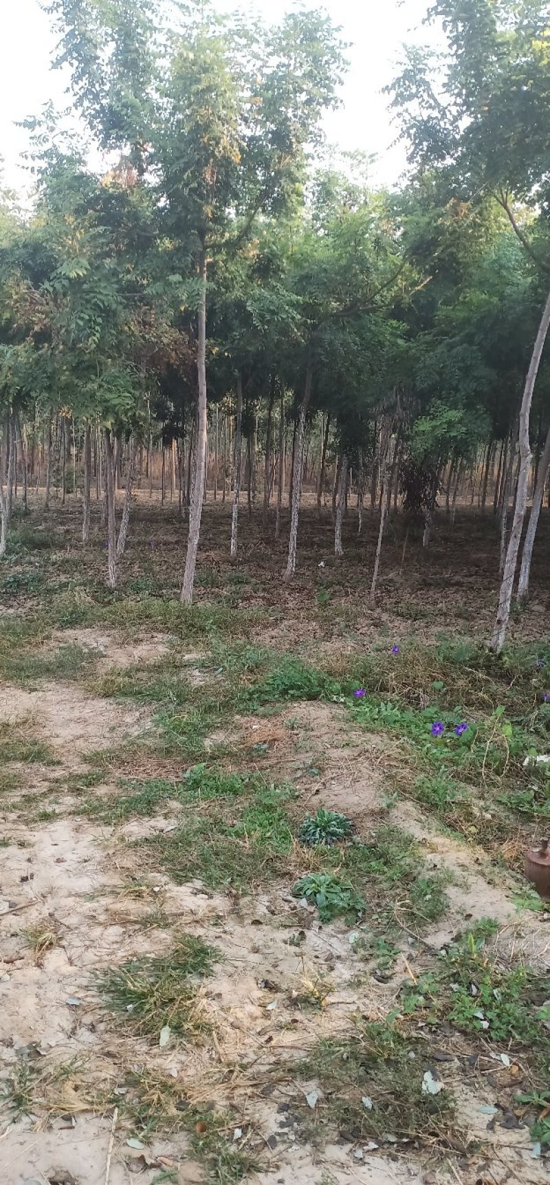 绿化苗木国槐，白蜡，栾树，太阳李，