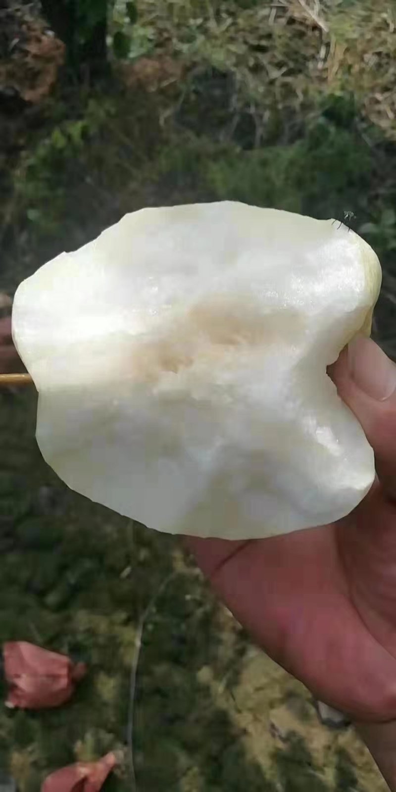 酥梨