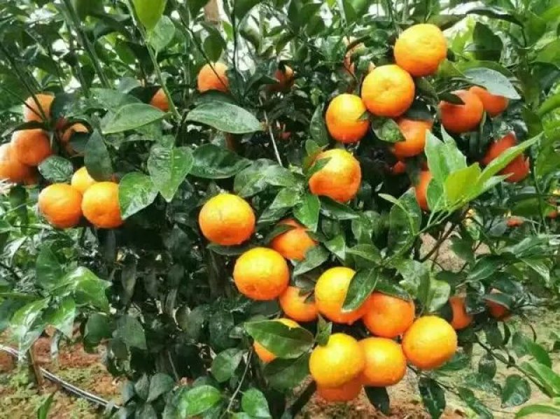宫川早桔，涌泉蜜桔大量供货，品质保障，精选产品。