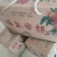 宫川早桔，涌泉蜜桔大量供货，品质保障，精选产品。