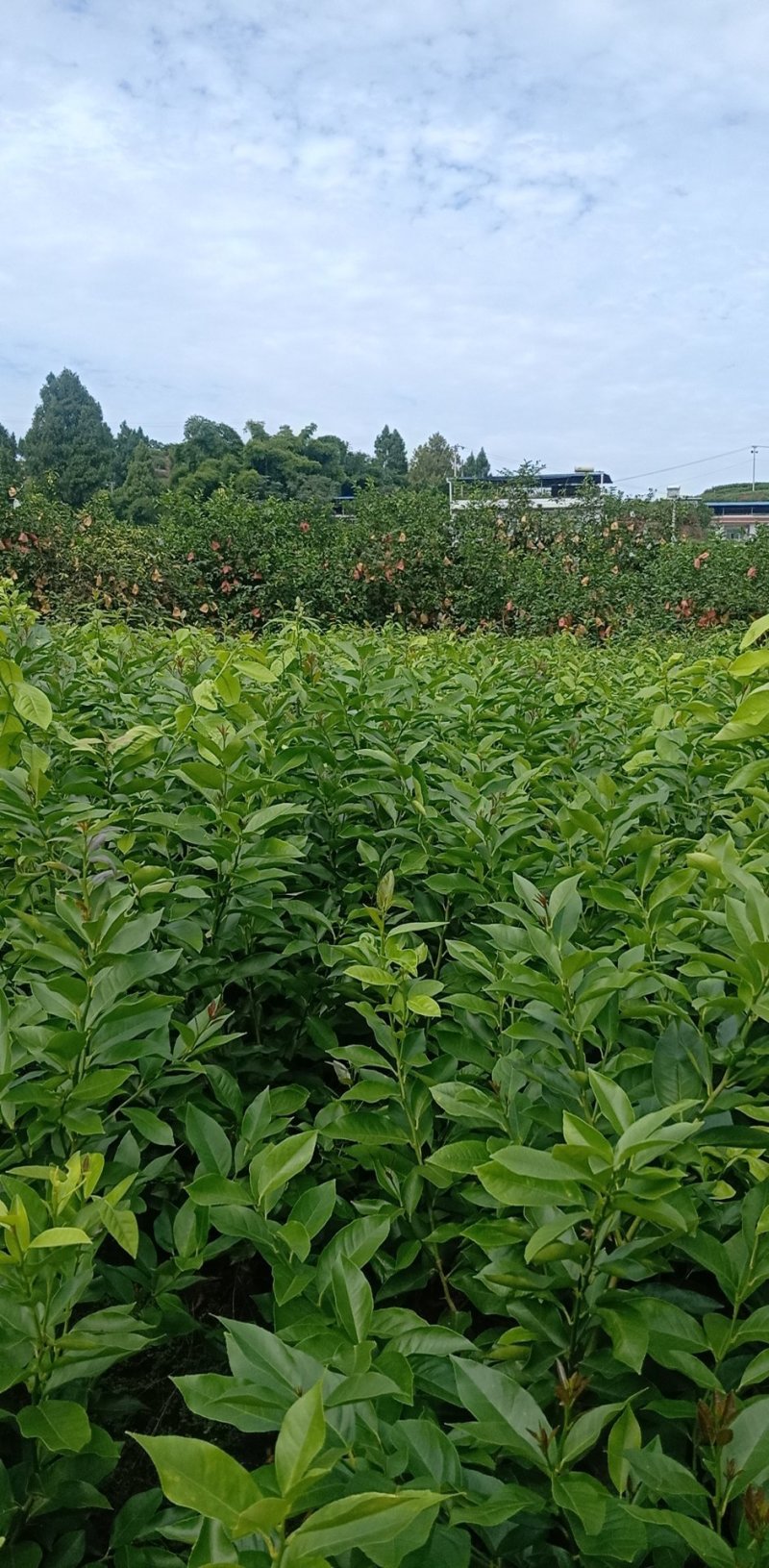 柠檬树苗