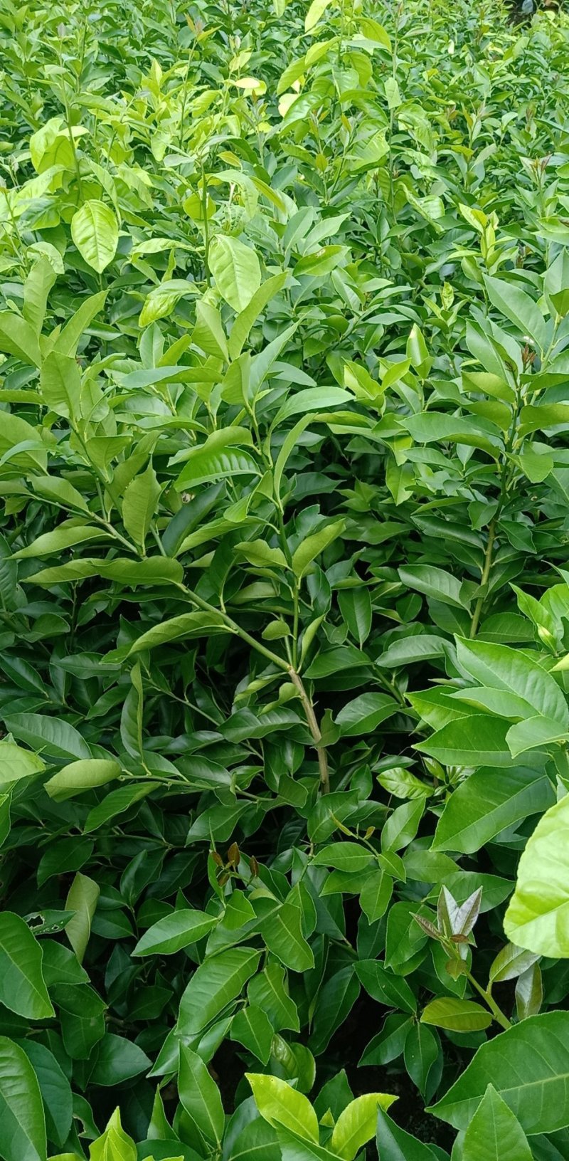 柠檬树苗
