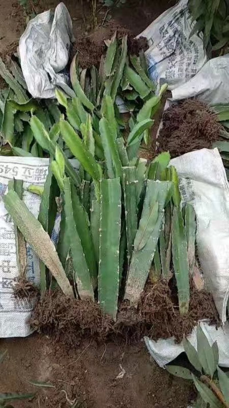 火龙果苗价格，红心火龙果苗，火龙果苗批发，视频看货