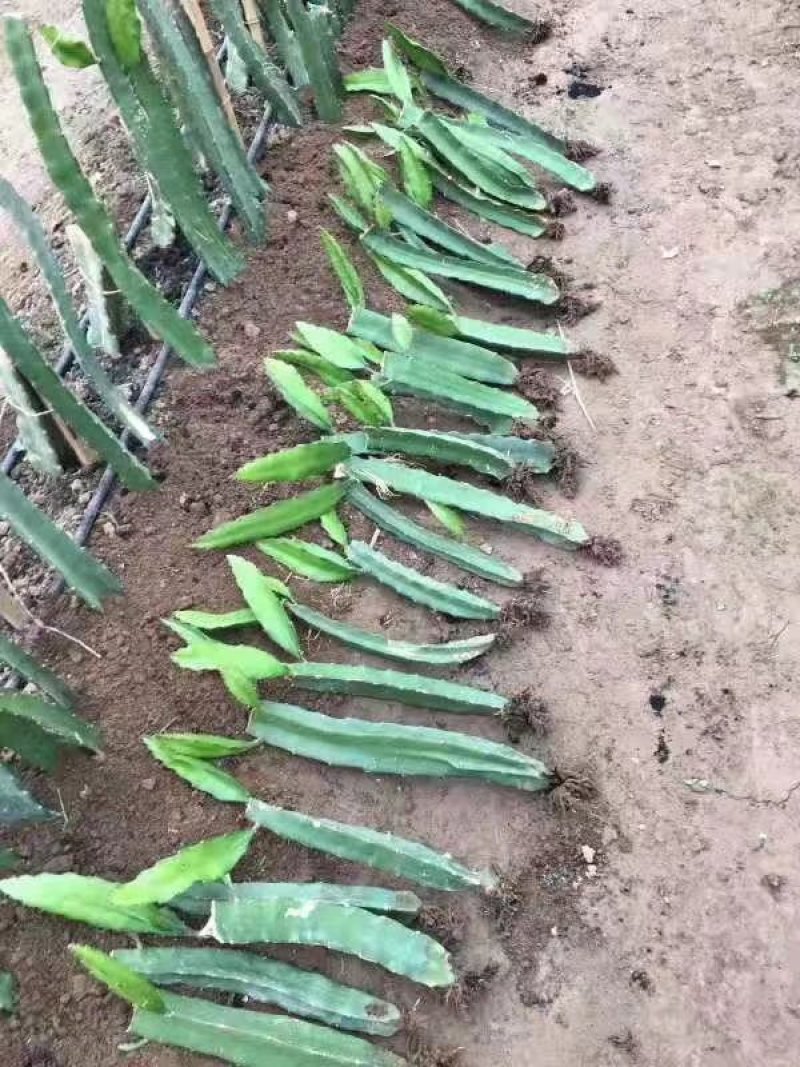 火龙果苗价格，红心火龙果苗，火龙果苗批发，视频看货