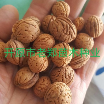 京桃种子山桃树苗种子看桃绿化景观树实地看苗订购
