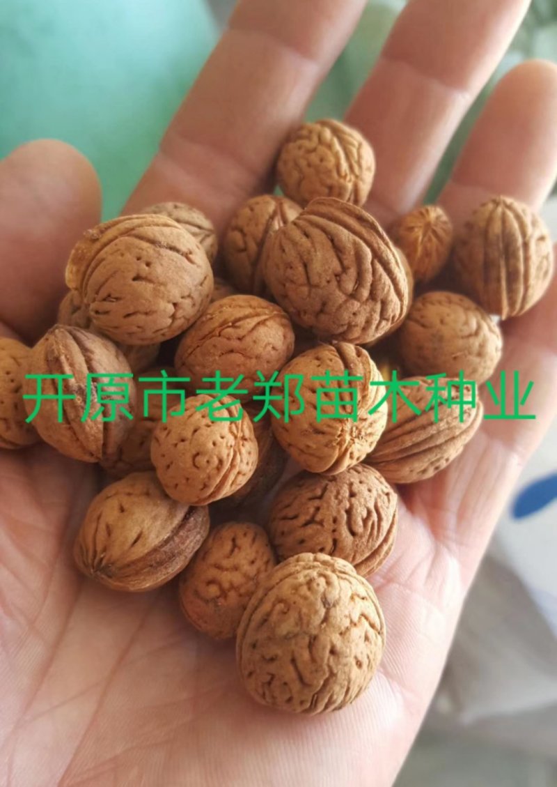 京桃种子山桃树苗种子看桃绿化景观树实地看苗订购