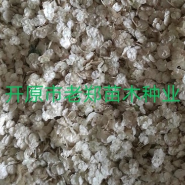 白榆种子