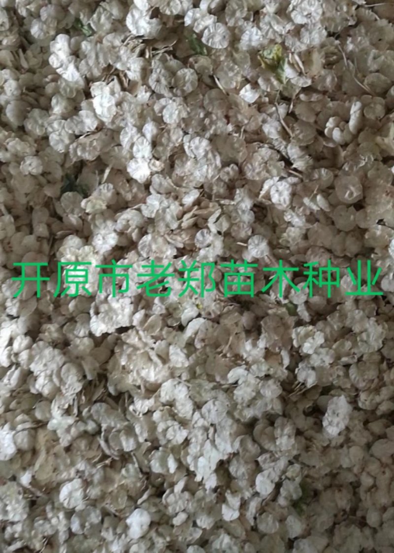 白榆种子