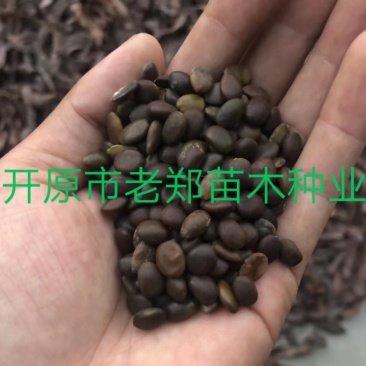皂角种子东北皂角荚种子皂角树苗播种小苗量大优惠