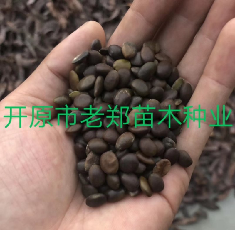 皂角种子东北皂角荚种子皂角树苗播种小苗量大优惠