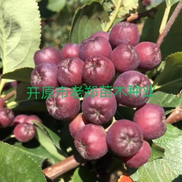 黑果腺肋花楸品种多产量高东北黑果花楸小苗量大从优