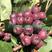 黑果腺肋花楸品种多产量高东北黑果花楸小苗量大从优