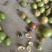 野生油茶果寒露果.