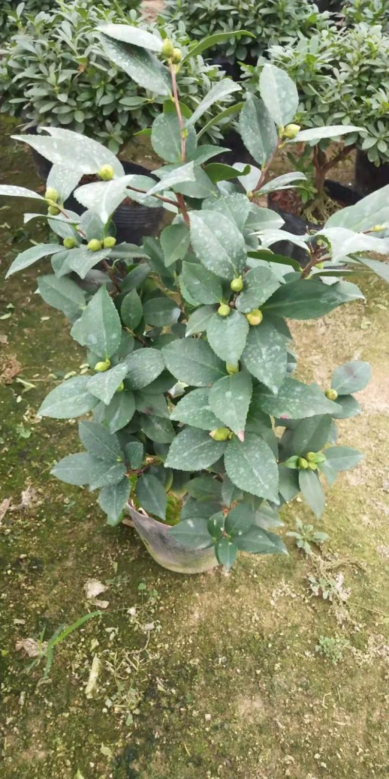 19香茶花福建四海园基地直销福建四海园基地直销