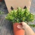 23杯金鱼草福建四海园基地直销