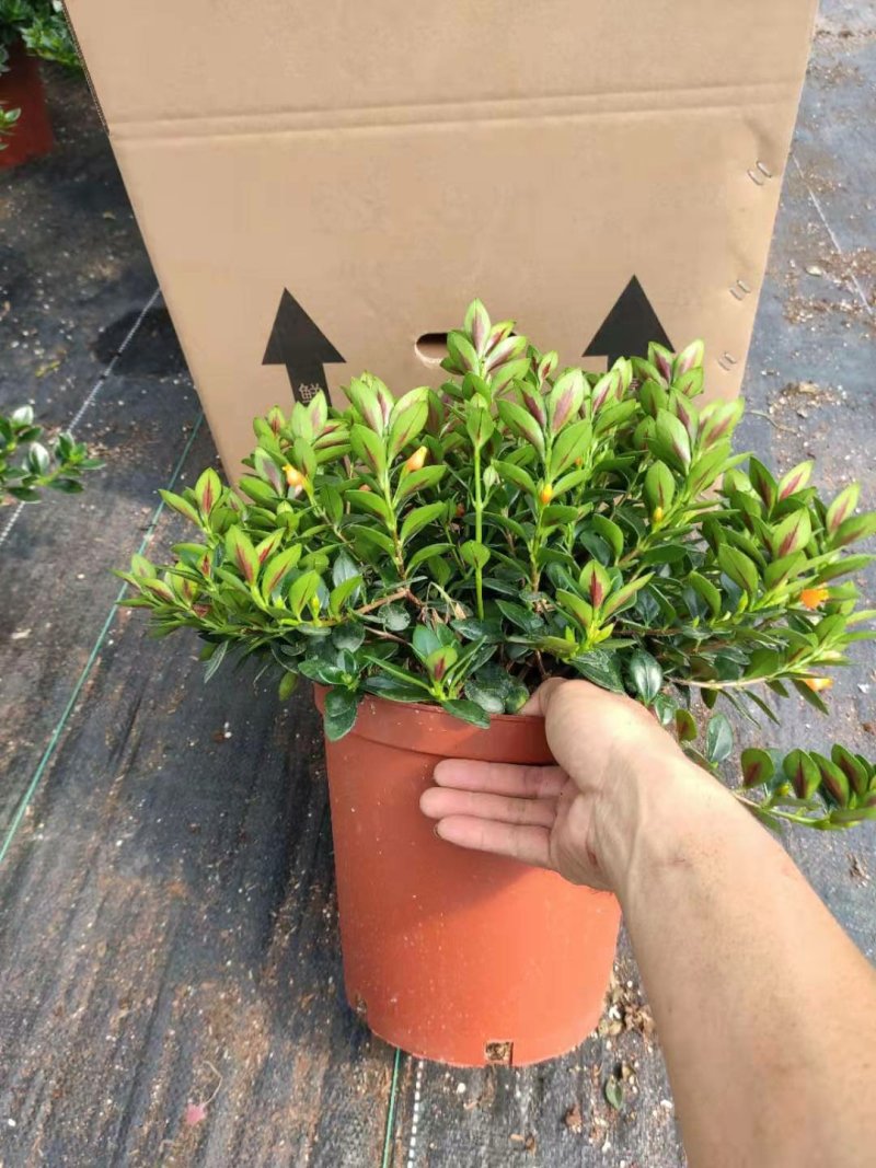 23杯金鱼草福建四海园基地直销