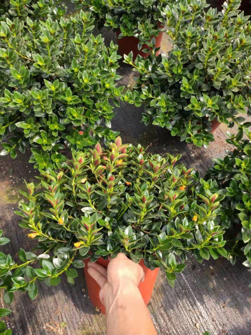 23杯金鱼草福建四海园基地直销