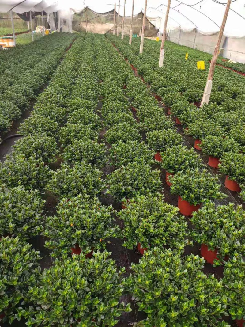 23杯金鱼草福建四海园基地直销