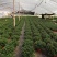 23杯金鱼草福建四海园基地直销