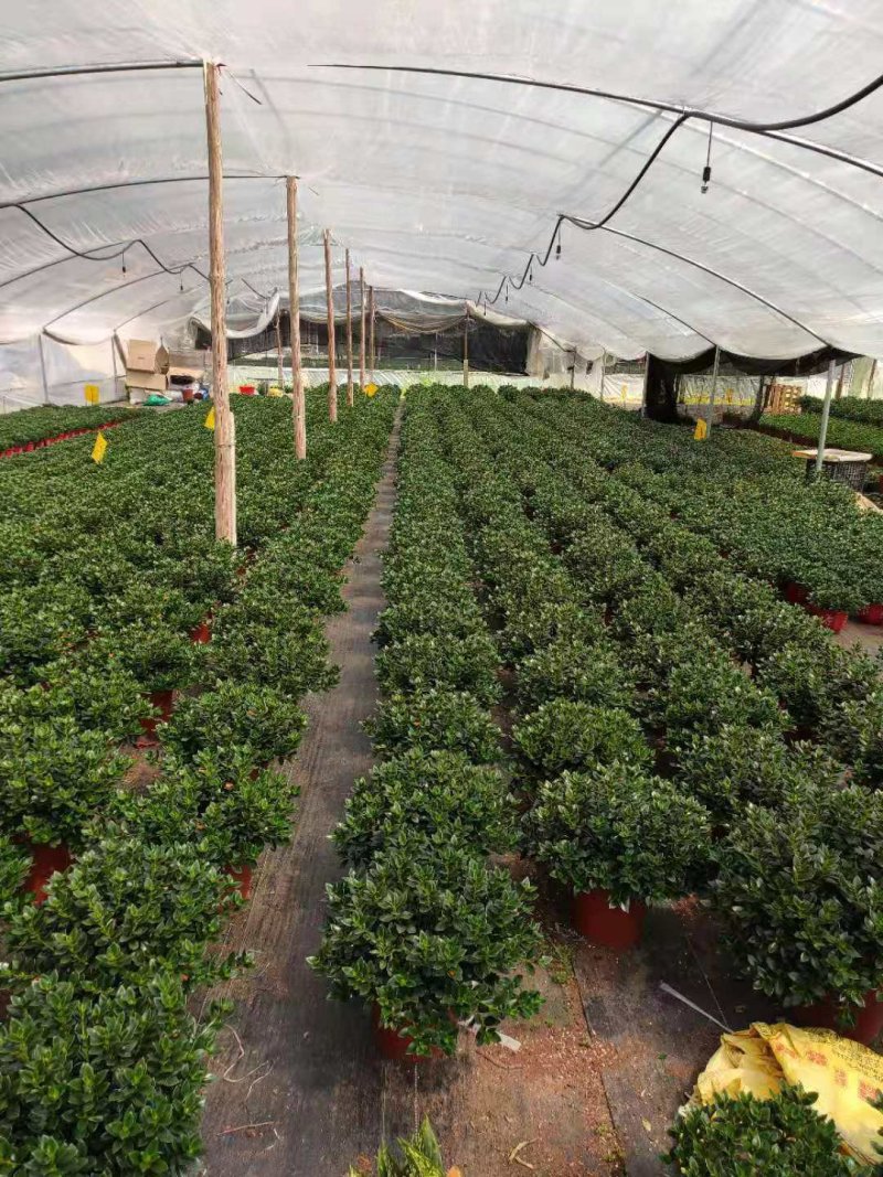 23杯金鱼草福建四海园基地直销