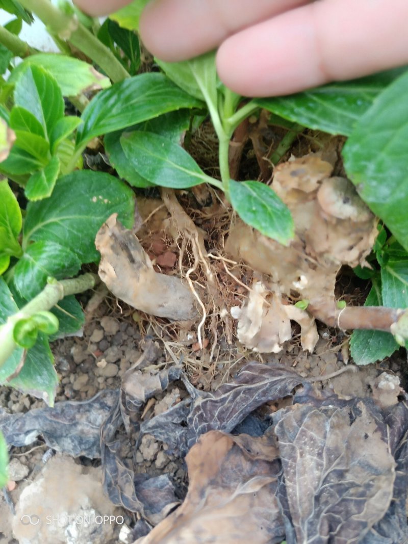 多个品种绣球花母本出售