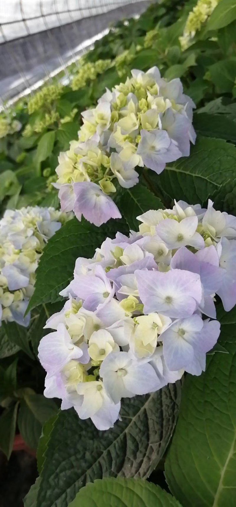 多个品种绣球花母本出售