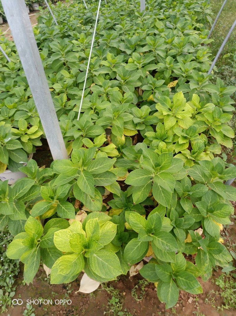 多个品种绣球花母本出售