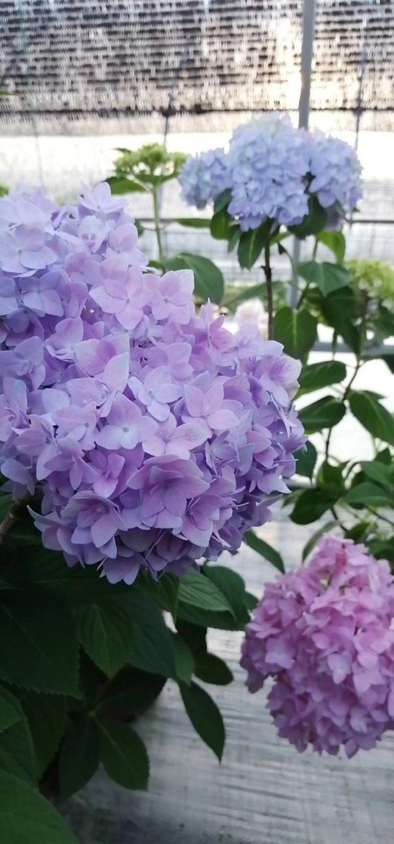 多个品种绣球花母本出售