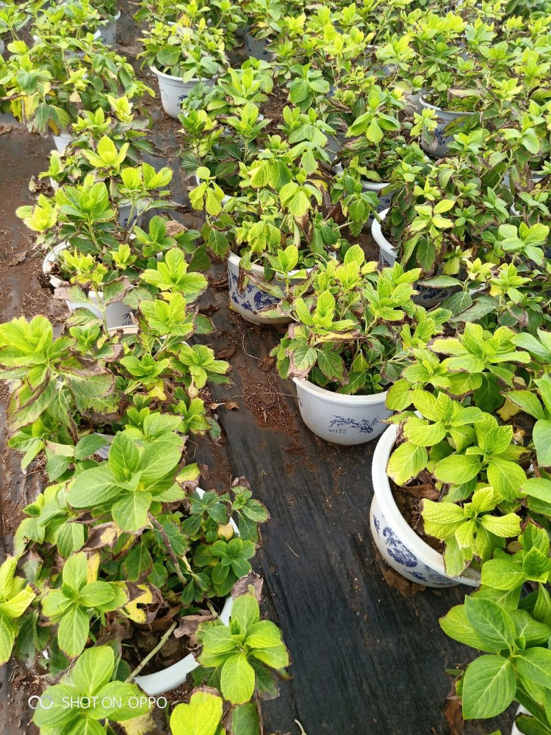多个品种绣球花母本出售