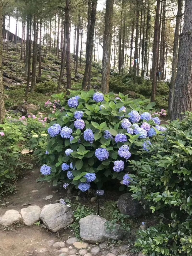 多个品种绣球花母本出售