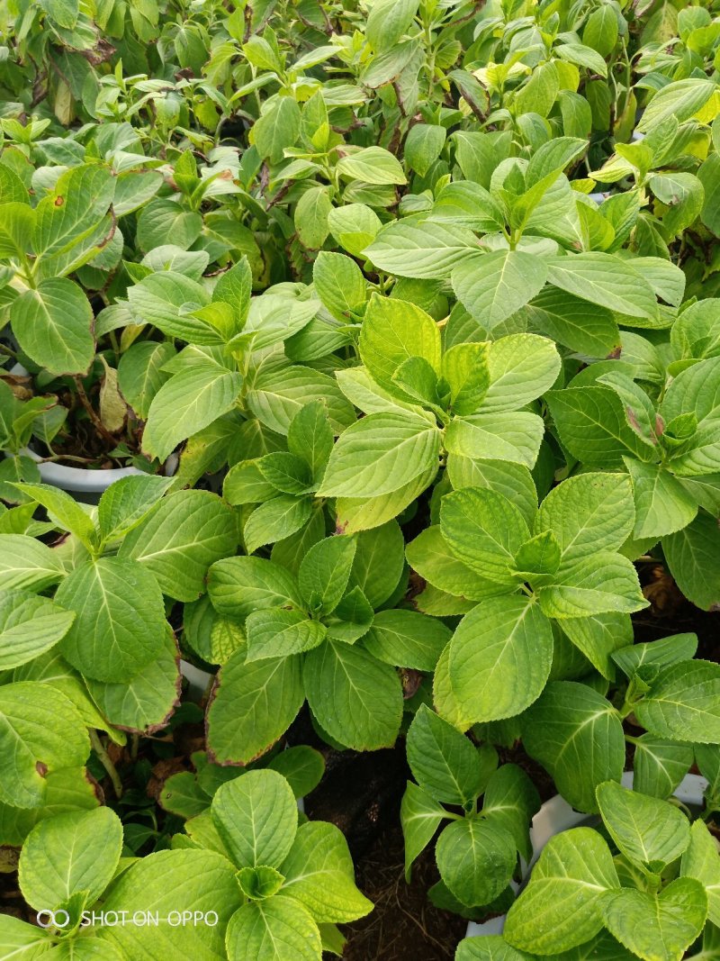 多个品种绣球花母本出售