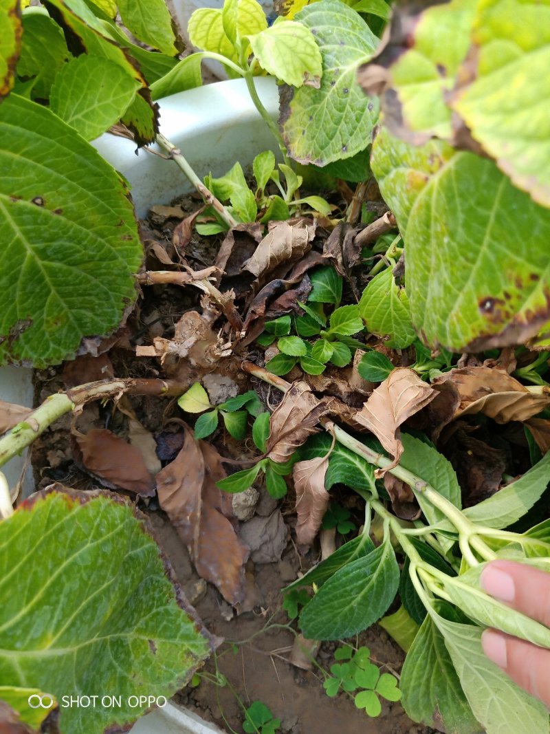 多个品种绣球花母本出售