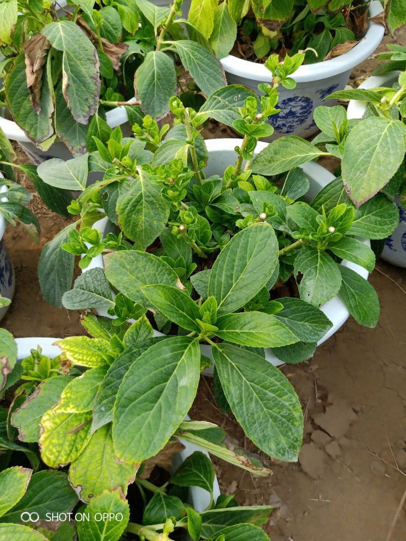 多个品种绣球花母本出售