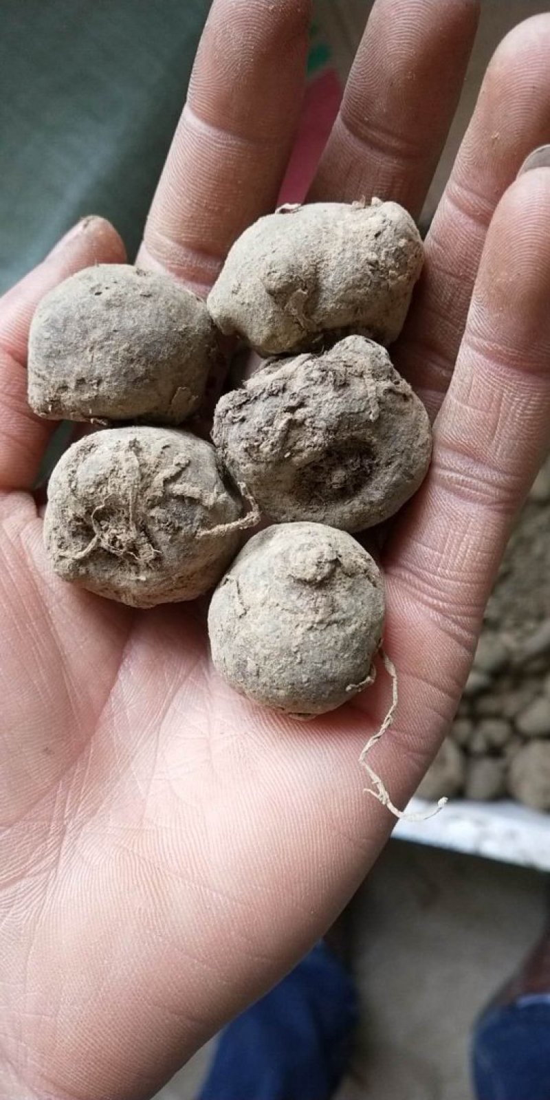 魔芋种子种球