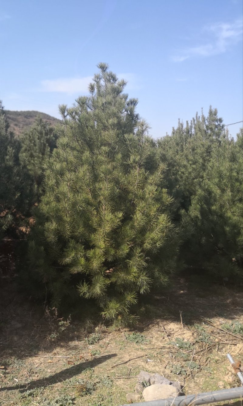 白皮松，各种规格的白皮松。