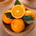 纽荷尔脐橙苗红肉脐橙优质嫁接苗包成活品种纯正