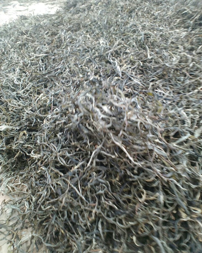 普洱茶