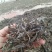 普洱茶