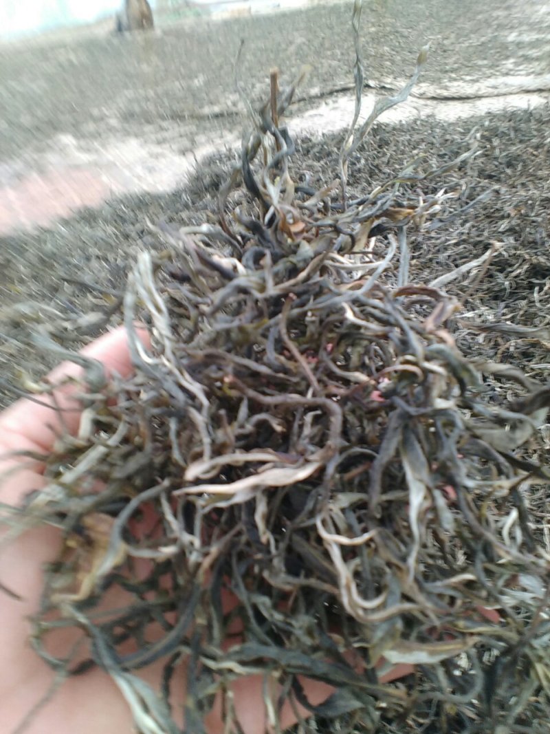 普洱茶