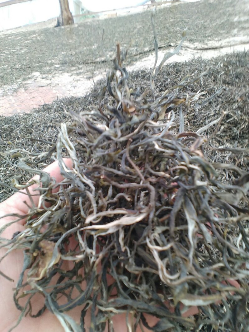 普洱茶