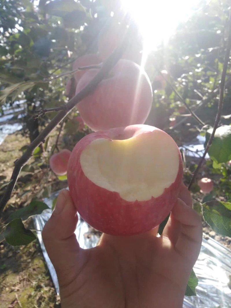 有好货正宗洛川红富士苹果假一赔十